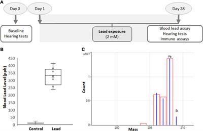 Lead exposure induces nitrative stress and disrupts ribbon synapses in the cochlea